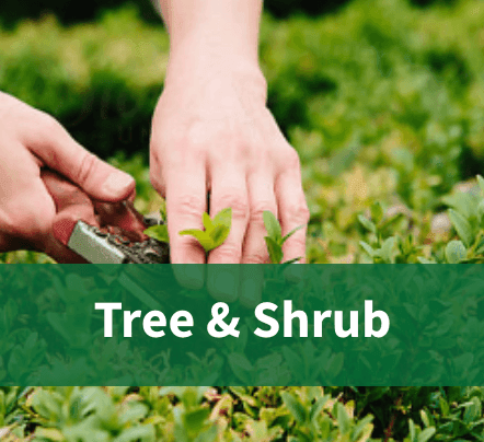 Tree & Shrub